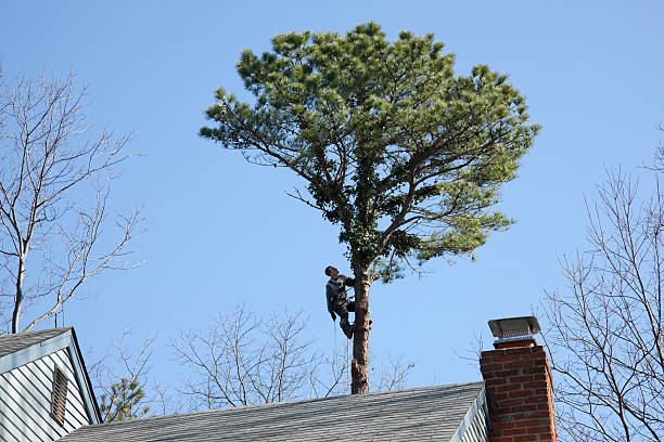 How Our Tree Care Process Works  in  Providence Village, TX